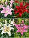 S32 Lilium Oriental A (4x30) x 60