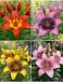 S32 Lillium Asiatic Bi-Color A (4x30) x 60