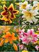 S32 Lillium O.T.A (4X30) x 60