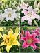 S32 Lillium Oriental B (4x30) x 60