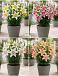 S32 Lillium Pot Oriental (4x30) x60