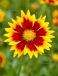 Solar Jewel