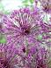 Large flowering Purple Rain