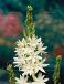 Leichtlinii Semiplena