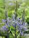 Leichtlinii Caerulea