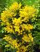 Dealbata Mimosa