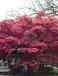 Palmatum