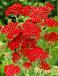 Millefolium Paprika