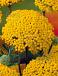 Millefolium Yellow