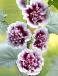 Double Cassis