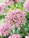 Large flowering Pink Jewel