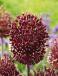 Large flowering Red Mohican