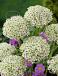 Large flowering Nigrum