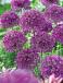 Large flowering Purple Sensation