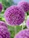 Large flowering Giganteum