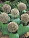 Large flowering Karataviense