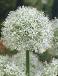 Large flowering Mount Everest