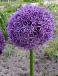 Large flowering Globemaster
