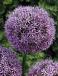 Large flowering Gladiator