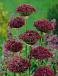 Large flowering Atropurpureum