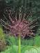 Large flowering Schubertii