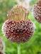 Large flowering Forelock
