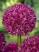 Large flowering Beau Regard