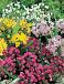 Small Flowering Mix