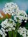 Small Flowering Cowanii