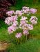 Small Flowering Roseum