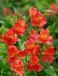 Aurea Orange King