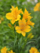 Lutea