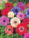 coronaria St. Brigid