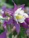 Swan Lavender
