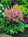 Japonica Peach Blossom