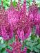 Arendsii Purple Rain