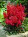 Arendsii Red