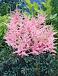 Arendsii Pink
