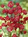 Major Claret