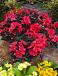 japonica Red