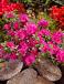 japonica Pink