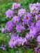 japonica Blue