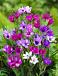 Stricta