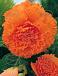 Fimbriata Orange