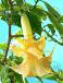 Double Angel's Yellow