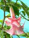 Double Angel's Pink