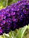 Davidii Black