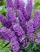 Davidii Blue