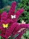Davidii Red