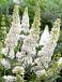 Davidii White